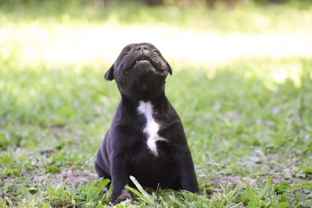 Staffordshire Bull Terrier for sale by CAPILET