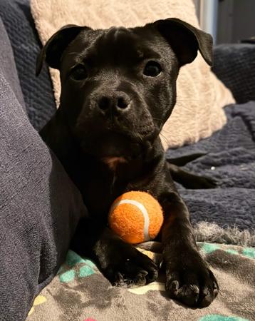 Staffordshire Bull Terrier for sale by CAPILET