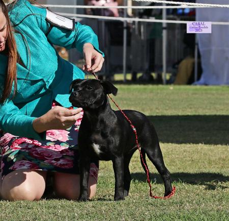 Staffordshire Bull Terrier for sale by CAPILET