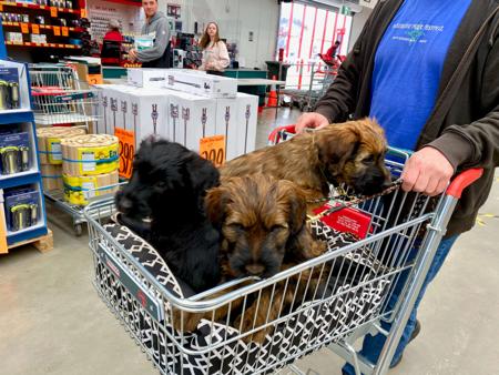 Briard for sale by CARMANDY