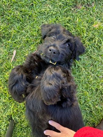 Briard for sale by CARMANDY