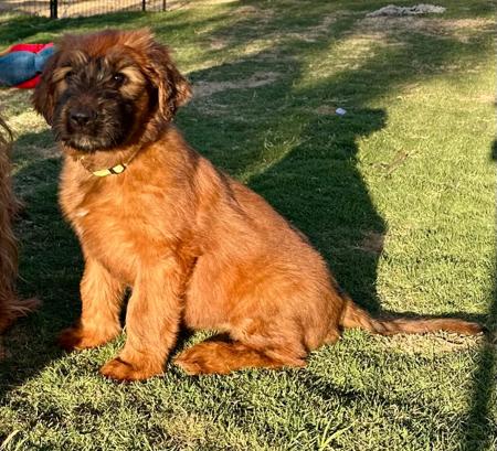 Briard for sale by CARMANDY