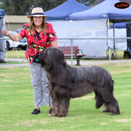 Briard for sale by HAPPYVALLEYBRIARDS