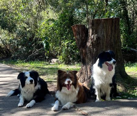 Border Collie for sale by ALLEEWAY