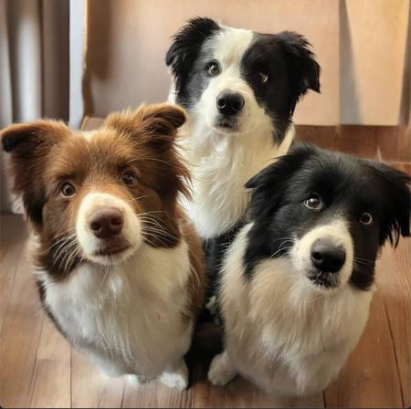 Border Collie for sale by ALLEEWAY