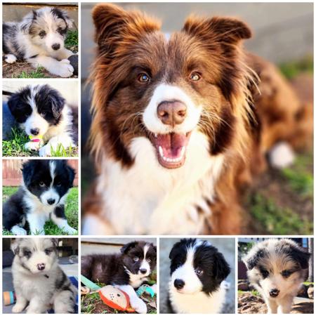 Border Collie for sale by ALLEEWAY