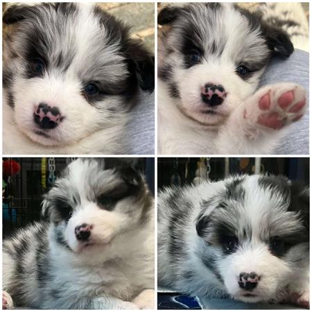 Border Collie for sale by ALLEEWAY