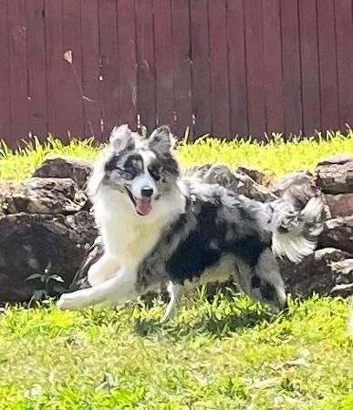 Border Collie for sale by ALLEEWAY