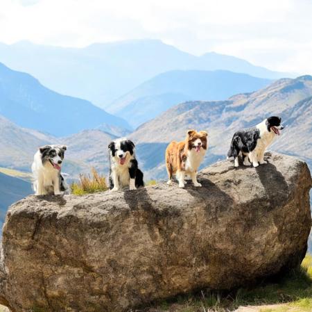 Border Collie for sale by ALLEEWAYBC