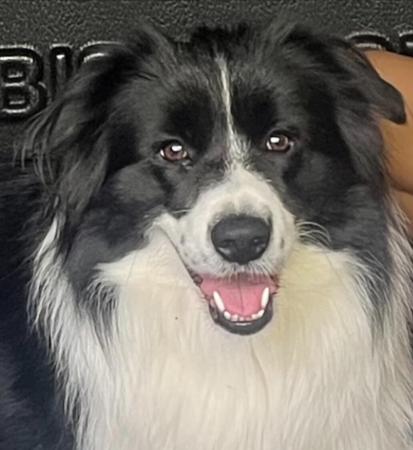 Border Collie for sale by ALLEEWAY