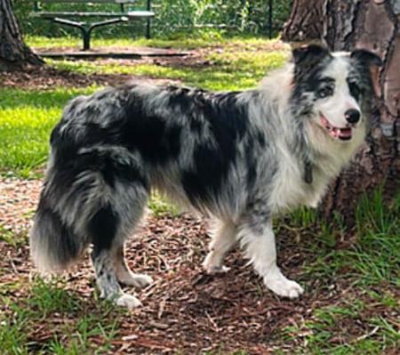 Border Collie for sale by ALLEEWAY