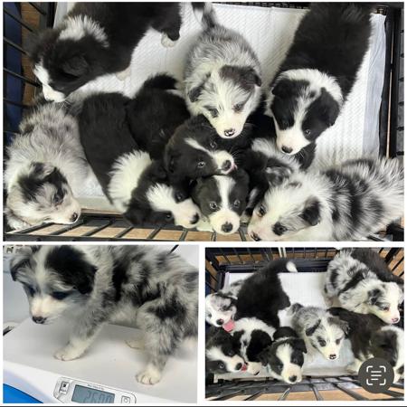 Border Collie for sale by ALLEEWAY