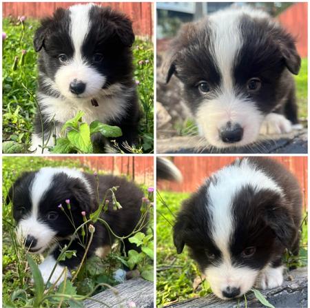 Border Collie for sale by ALLEEWAY