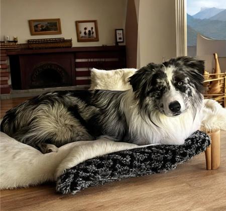 Border Collie for sale by ALLEEWAY