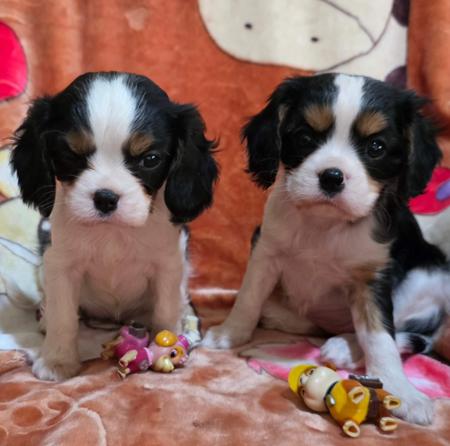 Cavalier King Charles Spaniel puppy for sale by HEELBANK
