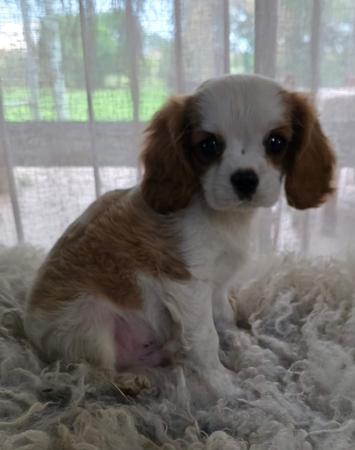 Cavalier King Charles Spaniel puppy for sale by HEELBANK