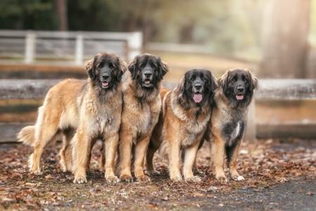 Leonberger for sale by BETH24