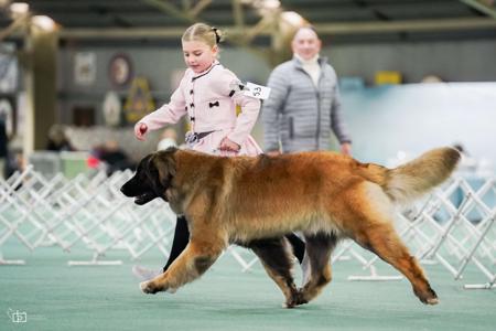 Leonberger for sale by GLAMOURFORD
