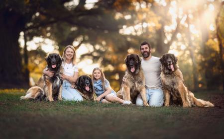 Leonberger for sale by GLAMOURFORD