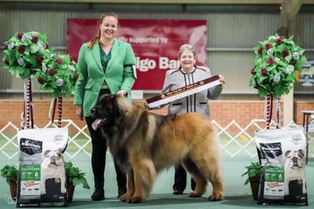 Leonberger for sale by GLAMOURFORD