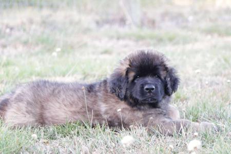 Leonberger for sale by GLAMOURFORD