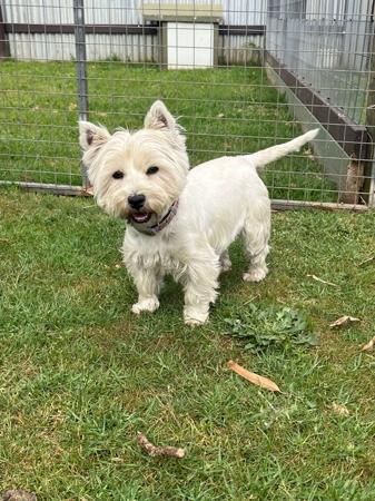 West Highland White Terrier for sale by KIRAHLEE
