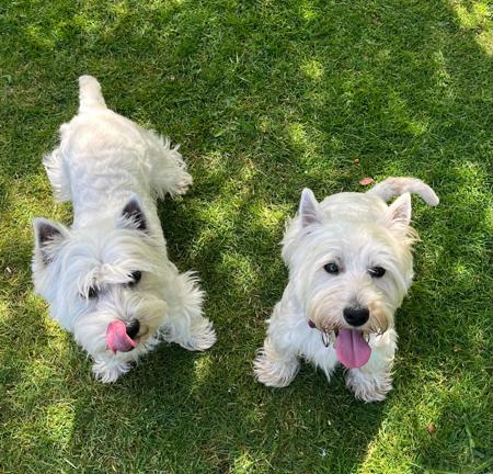West Highland White Terrier for sale by KIRAHLEE