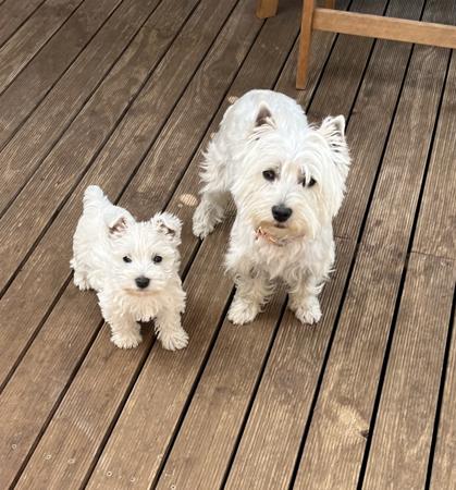 West Highland White Terrier for sale by KIRAHLEE