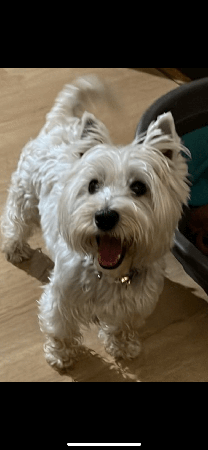 West Highland White Terrier for sale by KIRAHLEE
