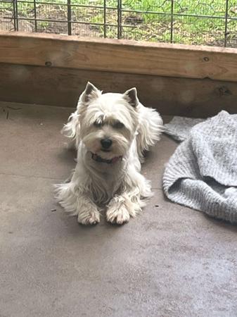 West Highland White Terrier for sale by KIRAHLEE