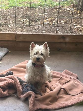 West Highland White Terrier for sale by KIRAHLEE