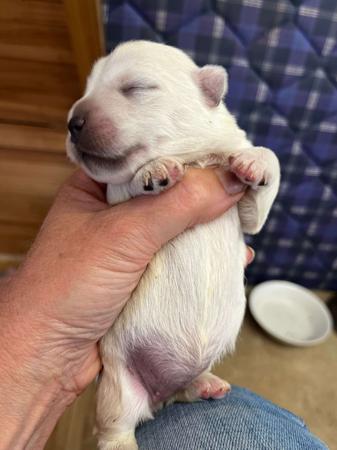 West Highland White Terrier for sale by KIRAHLEE