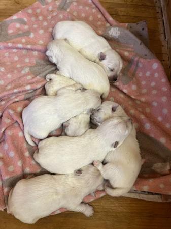 West Highland White Terrier for sale by KIRAHLEE