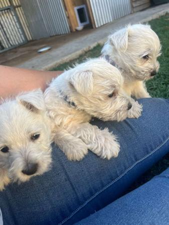 West Highland White Terrier for sale by KIRAHLEE