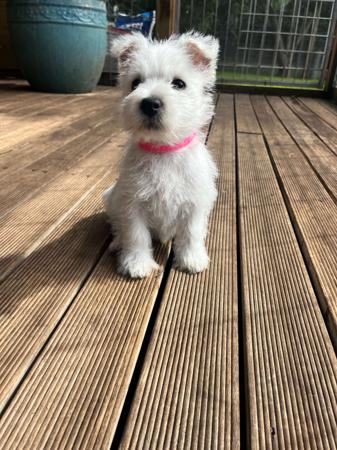 West Highland White Terrier for sale by KIRAHLEE