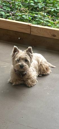 West Highland White Terrier for sale by KIRAHLEE