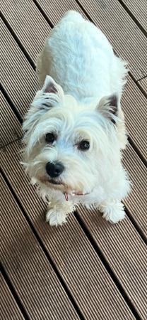 West Highland White Terrier for sale by KIRAHLEE