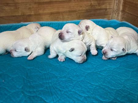 West Highland White Terrier puppy for sale by KIRAHLEE