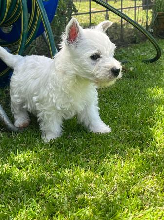 West Highland White Terrier for sale by KIRAHLEE
