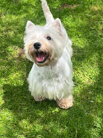 West Highland White Terrier for sale by KIRAHLEE
