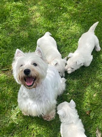 West Highland White Terrier for sale by KIRAHLEE