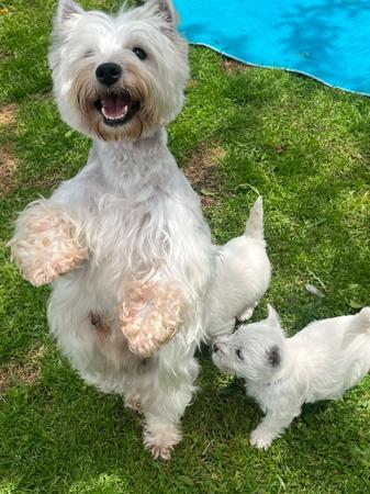 West Highland White Terrier for sale by KIRAHLEE