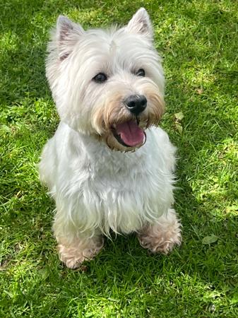 West Highland White Terrier for sale by KIRAHLEE