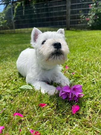 West Highland White Terrier for sale by KIRAHLEE