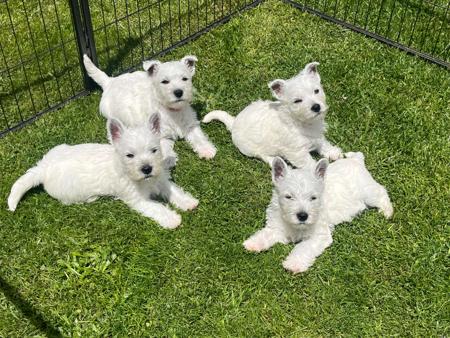 West Highland White Terrier for sale by KIRAHLEE