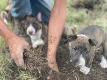 Bull Terrier (Miniature) for sale by WILDBULLFIRE