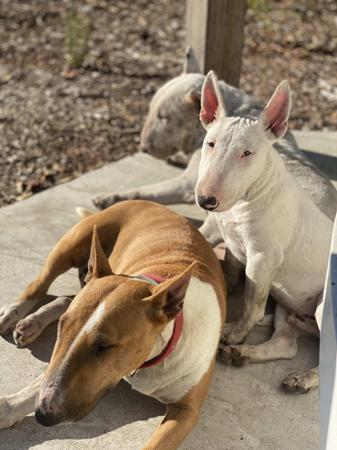 Bull Terrier (Miniature) for sale by WILDBULLFIRE