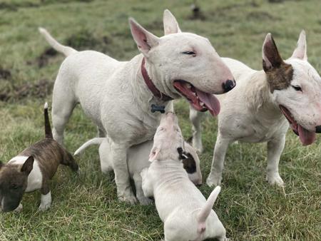 Bull Terrier (Miniature) for sale by WILDBULLFIRE