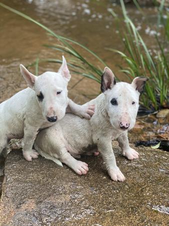 Bull Terrier (Miniature) for sale by WILDBULLFIRE