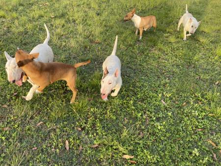 Bull Terrier (Miniature) for sale by WILDBULLFIRE
